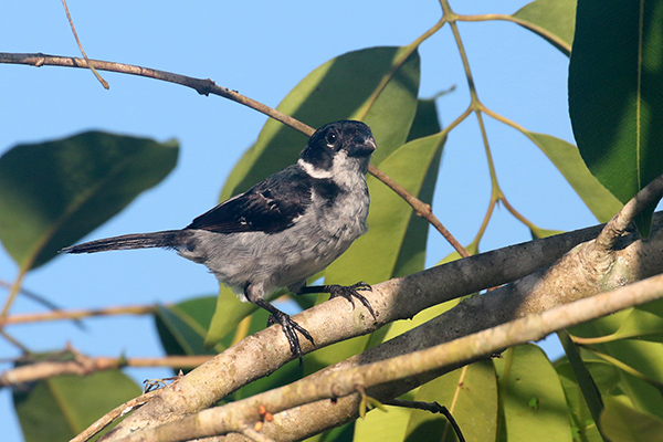 Wing-barred Seeeater